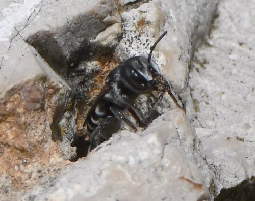 Réf. 235 884 : Megachile sp.